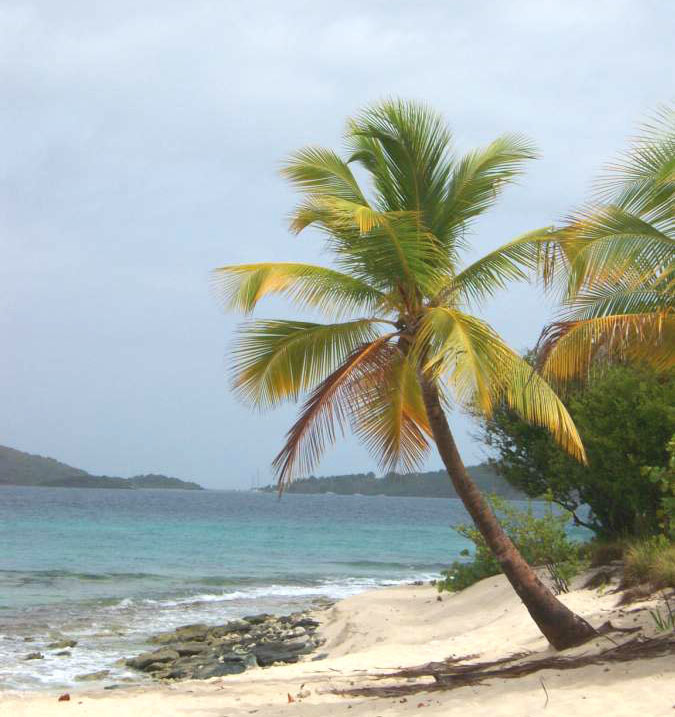 Palm tree on white sand beach